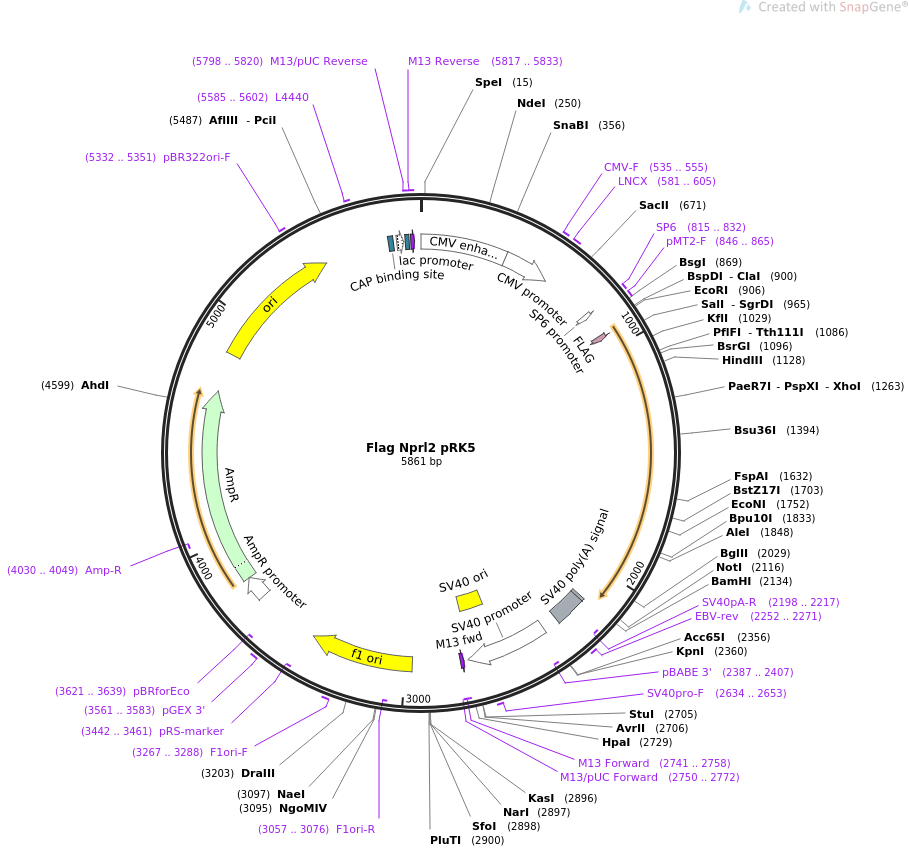 Flag Nprl2 pRK5质粒图谱